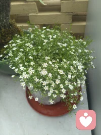 春日，院中小花悄然开放，寻常日子，无风无雨，心头却忽有故人掠过。此去经年，原以为往事已随流年淡去，不料一念起，仍是旧时风月。 
人生如逆旅，我亦是行人。不必强求相忘，不必执念过往。
那些曾入心的人与事，终会化作岁月里一行轻诗，不扰不惊，只在某个不经意的瞬间，淡淡想起。向来缘浅，奈何情深，已然过往，何必再问。
且将心事付清风，任它随云散。往后，只守一窗风月，一卷书香，安于当下，静候花开，慢慢与时光温柔和解。配图