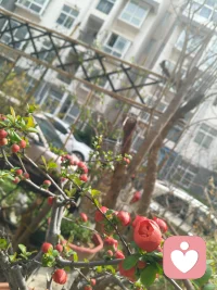 一身清贫，不是穷困潦倒，
而是我选择清清白白、干干净净做人。
不攀附，不将就，不违心，不谄媚。
繁华再热闹，我自有我的风骨；
世界再喧嚣，我守我的坦荡。
这一声唱到最后，不是卑微，
是我对自己人生最坚定的呐喊：
我虽平凡，却一身清白，
心有光明，何惧人间荒凉。配图