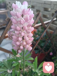 花落缘离
 
花开花谢终有期，缘到尽头是别离。
风逐残香随梦远，云携往事化尘微。
情深不必常相守，心淡方能忘是非。
此生聚散皆常态，安然回望亦无悔。

2026、4、5  悉心照顾的花开到尽头，一场情殇也走到心伤别离。人生无常即为常，情深不寿回望无悔。配图