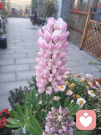 花落缘离
 
花开花谢终有期，缘到尽头是别离。
风逐残香随梦远，云携往事化尘微。
情深不必常相守，心淡方能忘是非。
此生聚散皆常态，安然回望亦无悔。

2026、4、5  悉心照顾的花开到尽头，一场情殇也走到心伤别离。人生无常即为常，情深不寿回望无悔。配图
