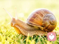 允许自己做一只慢吞吞的蜗牛，偶尔探出头晒晒太阳，累了就缩回壳里睡一觉。不必追赶谁的脚步，你的节奏，就是最好的节奏。🌿 
2026.4.12 下午打卡少室山，空气里漫着牡丹与栀子花香，贪婪地、深深地呼吸。满山葱郁绿意，生机蓬勃。
夜晚一碗暖乎乎的西红柿汤面，柔软被窝裹着安心。更有美女师兄从北京赶来，一众师兄相伴关照，归家的心，少了许多孤独。