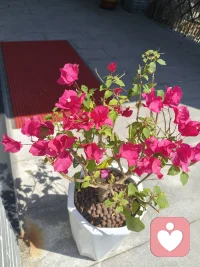 人这一生，遇见心动容易，遇见懂得太难。
 我们都在人前假装坚强，把委屈藏进深夜的沉默里，明明心里满是疲惫，却还笑着告诉所有人我没事。后来才慢慢明白，缘分不由人，人心留不住。不必纠结那些走散的人，也不必执念没圆满的结局。
 余生，好好善待自己，允许遗憾存在，接受世事无常，余生，只求心安，不求圆满。