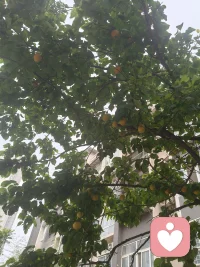 岁月安然，杏熟，幸福
觉当下一念，悟守恒本心

你眼中的你，是自我执念
别人眼中的你，是世俗偏见
你眼中的别人，才是真实本心🌸
 
心是什么模样，世界便是什么模样
你温柔，世间便温柔
你挑剔，万物皆瑕疵
 
六词心境：
觉察自己→转念待人→觉悟本心
2026.5.22晨，晨练鼓，归来，餐后，晨曦微醺，遇雨滴急落，熟透的杏，被打落一地，有些惋惜。上次被暴风摧残的百合，羞羞的开了，拔取花蕊时，清脆的啪啪声，疗愈内心的微殇。昨日今日皆看见自己情绪的起落流淌，觉：静止的湖面，经不住风的撩拨，层层波澜皆我心念不稳，允许、接纳，行当下之路，尽当下之责，守望本心。配图