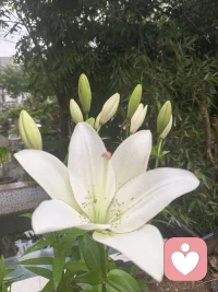 岁月安然，杏熟，幸福
觉当下一念，悟守恒本心

你眼中的你，是自我执念
别人眼中的你，是世俗偏见
你眼中的别人，才是真实本心🌸
 
心是什么模样，世界便是什么模样
你温柔，世间便温柔
你挑剔，万物皆瑕疵
 
六词心境：
觉察自己→转念待人→觉悟本心
2026.5.22晨，晨练鼓，归来，餐后，晨曦微醺，遇雨滴急落，熟透的杏，被打落一地，有些惋惜。上次被暴风摧残的百合，羞羞的开了，拔取花蕊时，清脆的啪啪声，疗愈内心的微殇。昨日今日皆看见自己情绪的起落流淌，觉：静止的湖面，经不住风的撩拨，层层波澜皆我心念不稳，允许、接纳，行当下之路，尽当下之责，守望本心。配图