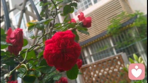 杏落花开间,守心自安然