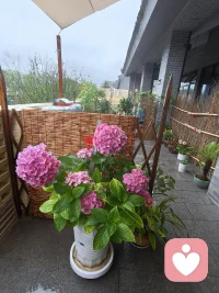 听风听雨听己心，问花问酒问平生！配图
