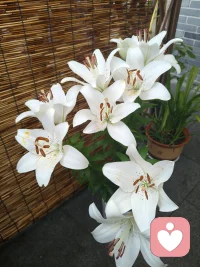 听风听雨听己心，问花问酒问平生！配图