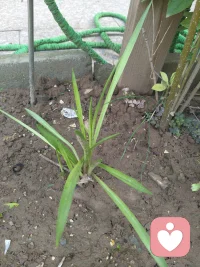 芸芸众生之中我为一粟，恒河万沙我为一尘埃而已。何处有我，何处与我，天地辽阔身如飘叶，山海苍茫静渡流年。
2026.5.27邻家屋院空置多年，偶有兴致，收拾出废池，注水把儿子养在小鱼缸里的三条小鱼放养在此，今晨起，看到好几条大鱼，又有小鱼群嬉闹，三条小鱼历经岁月孕育一池的子孙满堂。前几天种下的小花也长出地面了，很好听的名字：晚香玉。期待它的花香。。。配图