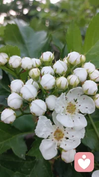 希望你的心情像花一样美配图