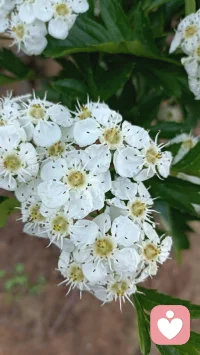 希望你的心情像花一样美配图