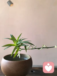 做一个内核稳定的人，无论命运把你扔在哪里，你都可以原地起舞，允许别人做别人，允许自己做自己，变是唯一不变的真理。
因上努力，果上随缘。配图