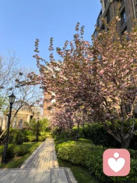 又是一年樱花季，门前樱花再度开；

绣球花也开，茶滩摆起来……

花疗、茶疗一起来，心里乐开怀。配图