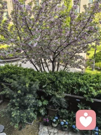 又是一年樱花季，门前樱花再度开；

绣球花也开，茶滩摆起来……

花疗、茶疗一起来，心里乐开怀。配图
