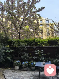 又是一年樱花季，门前樱花再度开；

绣球花也开，茶滩摆起来……

花疗、茶疗一起来，心里乐开怀。配图