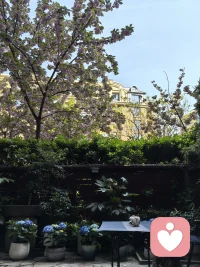 又是一年樱花季，门前樱花再度开；

绣球花也开，茶滩摆起来……

花疗、茶疗一起来，心里乐开怀。配图