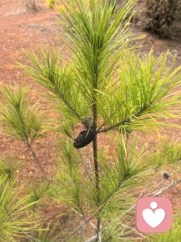 初入平台，学习阶段配图