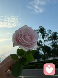 🌷和生活单挑时，每刺出制胜一剑，你就有资格为自己加冕。配图