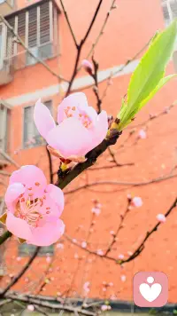 桃之夭夭  含苞待放

初春的桃花，不仅是大自然的馈赠，更是我们女性成长的象征。愿每一位女性都能像桃花一样，勇敢地绽放，深深地扎根，在蜕变中找到属于自己的美丽和力量。