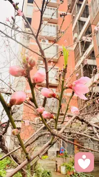 桃之夭夭  含苞待放

初春的桃花，不仅是大自然的馈赠，更是我们女性成长的象征。愿每一位女性都能像桃花一样，勇敢地绽放，深深地扎根，在蜕变中找到属于自己的美丽和力量。