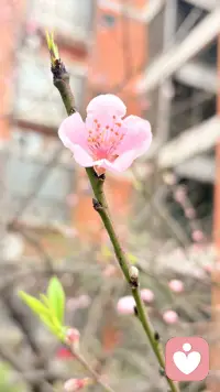 桃之夭夭  含苞待放

初春的桃花，不仅是大自然的馈赠，更是我们女性成长的象征。愿每一位女性都能像桃花一样，勇敢地绽放，深深地扎根，在蜕变中找到属于自己的美丽和力量。