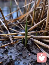 枯木会逢春，
我们要走的路，一定会繁花似锦。配图