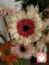 “把烦心事都丢掉，腾出地方来装鲜花”！晚安🌙
​配图