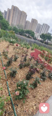 尝试每天做一件好事，无论大小。这种小小的善举会让你感觉很好！配图