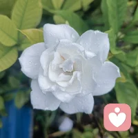 栀子花白得那么认真，香得那么用力，像夏天在拼命讨好谁。我站在树下，被香了个跟头，有点晕，又有点舍不得走……配图