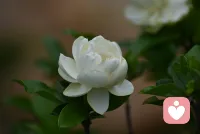 栀子花白得那么认真，香得那么用力，像夏天在拼命讨好谁。我站在树下，被香了个跟头，有点晕，又有点舍不得走……配图