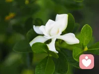 栀子花白得那么认真，香得那么用力，像夏天在拼命讨好谁。我站在树下，被香了个跟头，有点晕，又有点舍不得走……配图