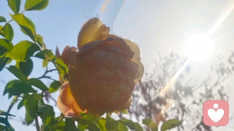 针对青春期孩子厌学的有效策略