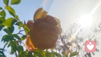 针对青春期孩子厌学的有效策略