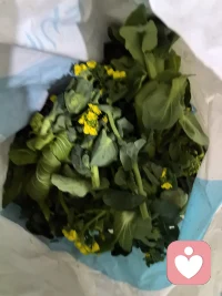 这些都是我昨天闲逛在路边捡来的菜。
换季了，本地人要种新的菜，所以把这些都拔下来放路边。
车来车往很多，我还是捡了，不偷不抢的，妹什么可丢人的。😊😊😊配图