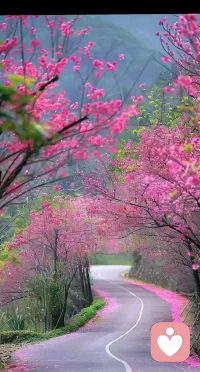 捕捉到一小片宁静，🌹🌹🌹
愿这份美好也能轻轻拥抱你
在这里安静陪伴你这一程