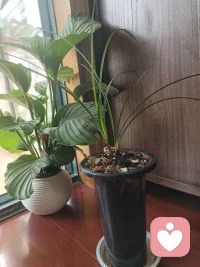 什么叫靠自己，是知道了学到到了，靠自己去做去行动，
而不是单纯的靠自己一己之力，我就能怎么怎么样，任何事情都是相辅相成的
       比如再好的老师教你，你听了不做也白给，我们是靠别人的教导，自己去做才能成就自己，这就是叫做靠自己
让身边的一切都为你所用，这就是靠自己，靠自己向身边的人学习，靠自己课外阅读提升认知，靠有成就的人对你的教导，靠自己去践行，去摸爬滚打，这就是靠自己改变自己。
     而不是愚昧的只相信自己，对别人爱搭不理，别人都是虚情假意，这就愚蠢至极了配图