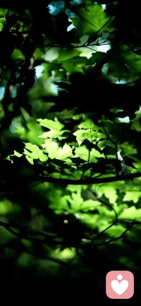 懂得了如露亦如电，还有何纠结？懂得了日有所思夜有所梦，还不知道调心吗？