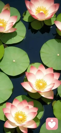 我们就像一只流浪狗一样，每天警惕的眼光，打量这，打量那，猜来猜去，别人一个动作，就可以让你的内心翻江倒海。他在想什么？她应该对我有意见，他们背着我说了什么？他这么做有什么目的？累不累啊，同学们。佛说，身心安稳，比于赤子。老子讲复归于婴儿。我们看看婴儿，看看刚出生的小奶狗，看看他们的眼睛，你能看到躲闪吗？能看到恐惧吗？能看到疑虑吗？能看到猜忌吗？能看到忧伤吗？不管谁在他们面前，你看到的都是平静，欢喜，祥和。心无挂碍，无有恐怖。配图