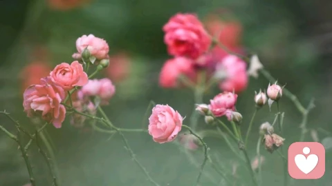 到最后才明白，那个囚徒从来都是自己