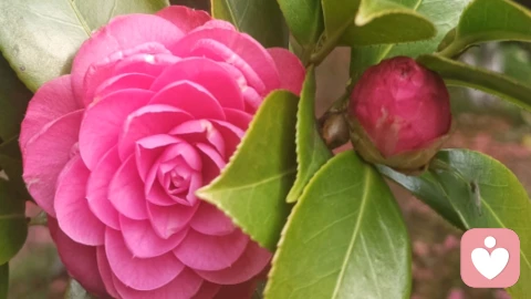 真正的疗愈,不是等待父母改变,而是自己成为内在的父母,给予自己爱,理解与接纳