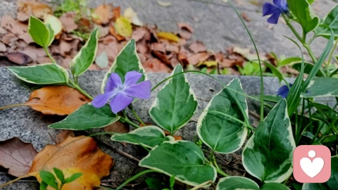 心有归处,孤身亦有千军万马\n