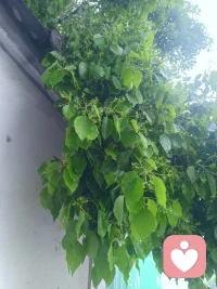 春色满园关不住
​春天，这稚嫩的新芽，那散发着清香且柔软的嫩叶，像婴儿，惹人爱，心生欢喜，感觉自己的心都要被化了！