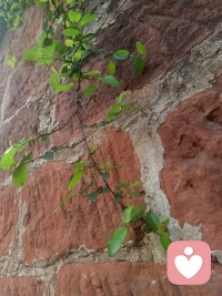 伏久者，飞必高
卧久者，行必远