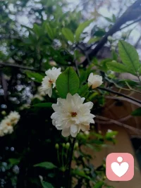 心有善念，则身有和气；
身有和气，则面有吉光。配图