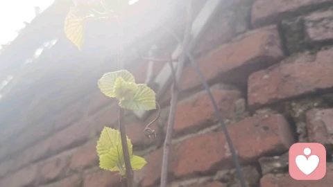 允许一切发生,允许自己暂时不够好,允许结果不尽如人意。