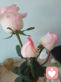 我们活得太累，往往还没来得及体会人间，就匆匆忙忙地赶场离开了。夏天的炎热，也有炎热的味道。我们要不断地察觉和观照自己的心灵，一切都会过去，一切都会开始。开始与结束，生与灭，两者之间只是刹那际，转瞬即过。