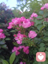 你想安住的地方，你寄托你灵魂的那个家园，没有在任何地方，只在你心里❤️🌹