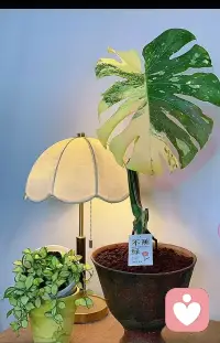 谁懂啊！终于拥有我的梦中情叶了🥹
这株洒金龟背也太会长了吧，直接把氛围感拉满！
有我在，“ 不蕉绿 ”✌️