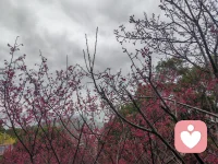 万物复苏，也包括你那颗想发光的心配图