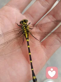 谢谢我们在此偶遇，你的情绪和压力由我来接管和安置吧🌹🌹配图