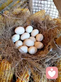 来来来，隔瓶宝宝们，
周末午安，见者有份配图